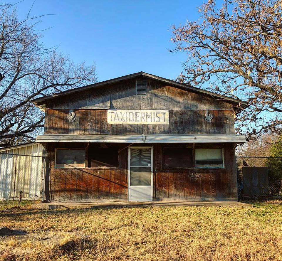 taxidermy